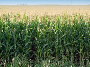 Corn Field in Braham Minnesota
